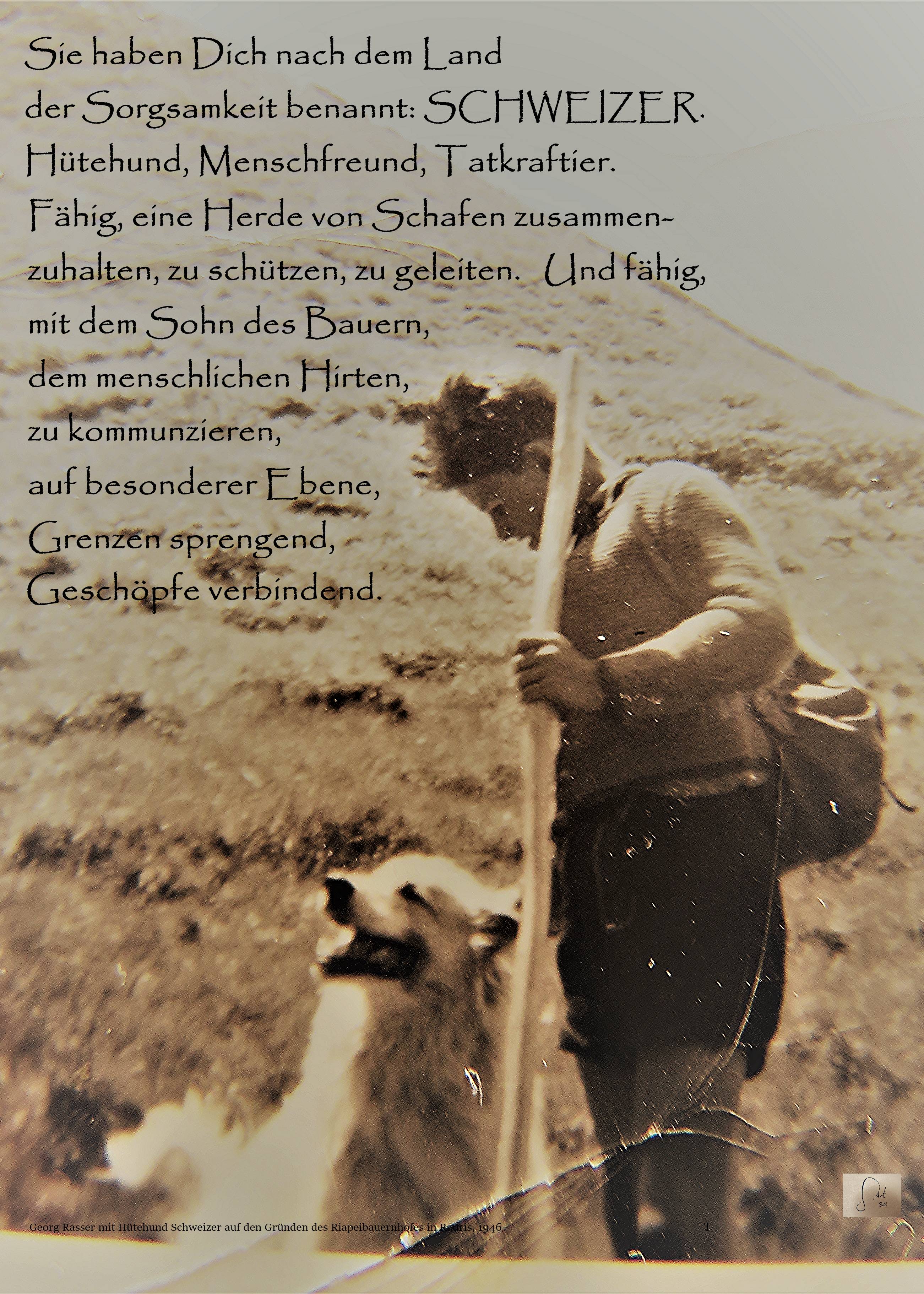 Schaf Ausstellung